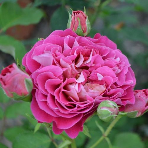 Rosa naranja - Rosa - Centenaire de l'Haÿ-les-roses - 